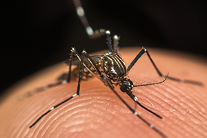 Dengue Treatment in Knoxville, TN