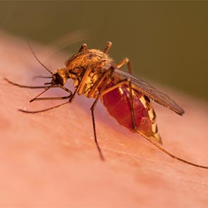 Malaria Treatment in Johnson City, TN