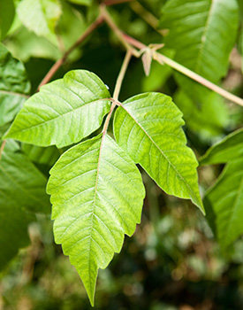Poison Ivy Treatment in Johnson City, TN